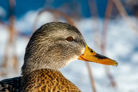 Ducks in  the river in winter  Stock Photos