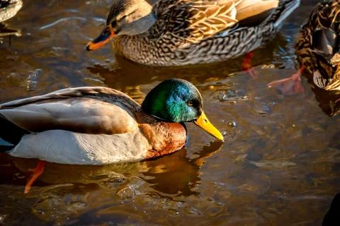 Ducks in  the river in winter  Stock Photos