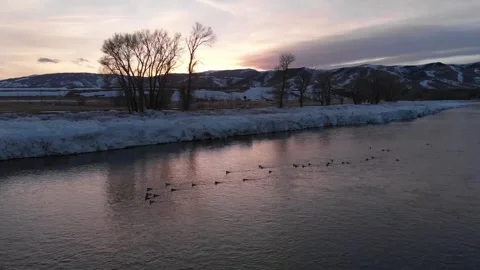 Ducks on river in the winter at sunset Stock Footage 310527847