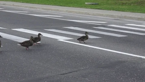 Ducks on the road crosswalk Stock-Footage 80876298