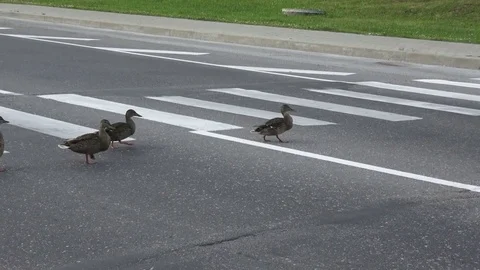 Ducks on the road crosswalk Stock Footage 80992009