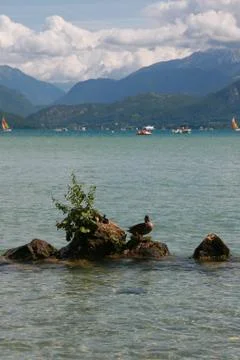 Ducks on a rocks with lake in background Stock Photos