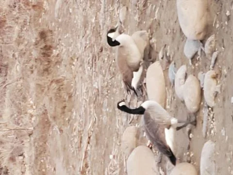 Ducks on rocks Stock Photos