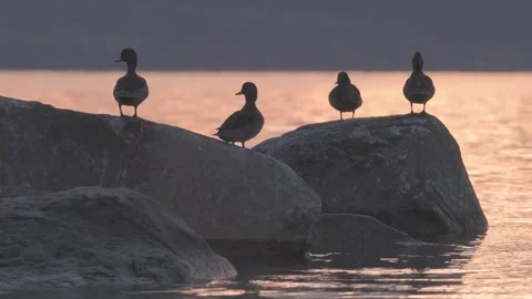 Ducks on rocks at sunset in a lake in Chile. One duck take a poop. 스톡 동영상 248330614
