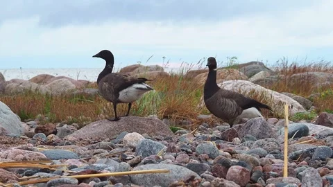 Ducks on the rocky seashore. Stock Footage 248531458
