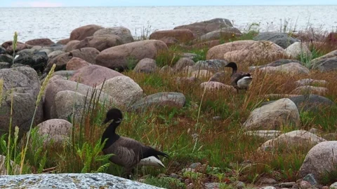 Ducks on the rocky seashore. Stock Footage 248531491