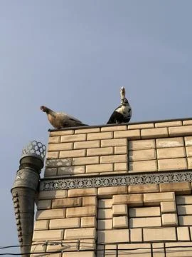 Ducks on rooftop looking toward sky Foto stock