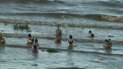 Ducks in rough river Stock Footage 116273