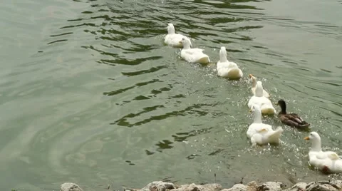 Ducks in a row 動画素材 8547611