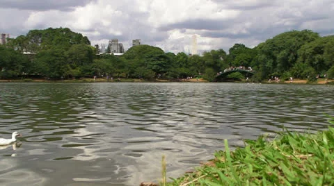 Ducks in a Row Video stock 23010616