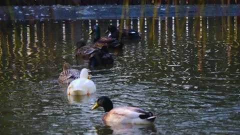 Ducks in a row Stock Footage 153799646