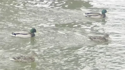 Ducks in a Row Stock Footage 172115515