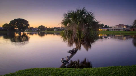 Ducks in a Row on Palm Tree Over Lake Видео 34223141