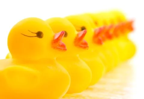 Ducks in a row Foto stock