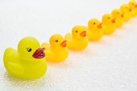 Ducks in a row Stock Photos
