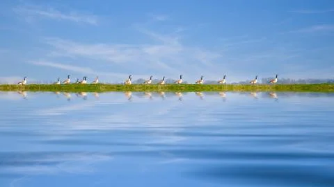 Ducks in a row Stock Photos