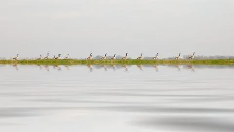 Ducks in a row Stock Photos