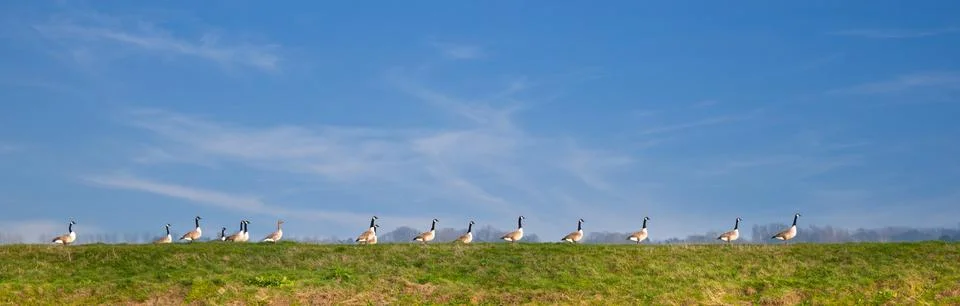 Ducks in a row Stock Photos