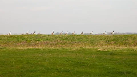 Ducks in a row Stock Photos