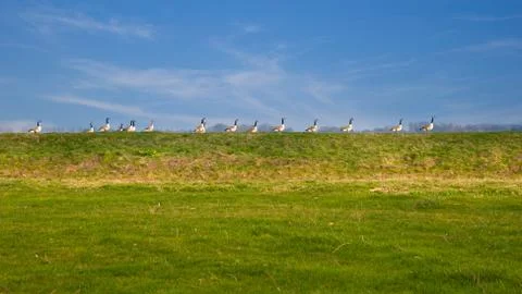 Ducks in a row Stock Photos