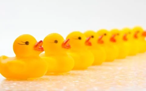 Ducks in a Row Stock Photos
