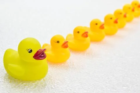 Ducks in a Row Stock Photos