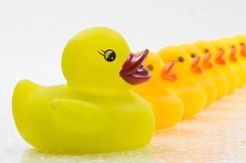 Ducks in a Row Stock Photos