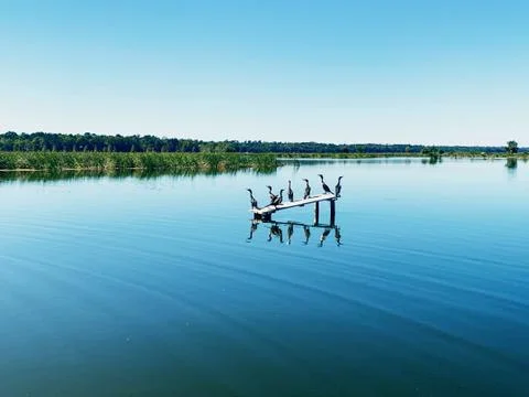 Ducks in a Row Stock Photos