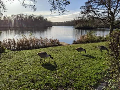Ducks in a row Stock Photos