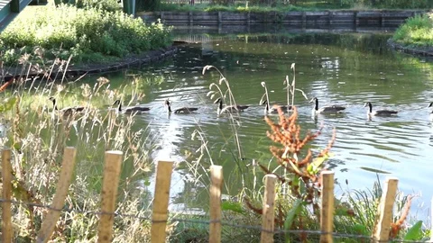Ducks in a row in the pond Stock Footage 93652367