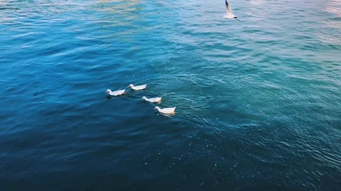 Ducks in a row on the river Stock Footage 103997680