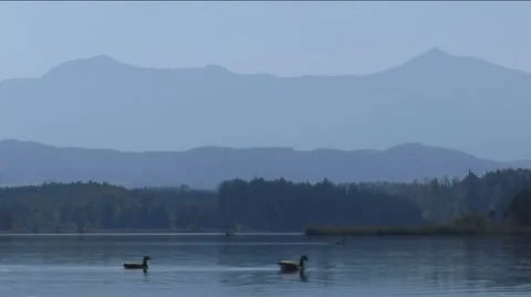 Ducks in a row. swimming ducks in alpine landscape Stock Footage 21778200