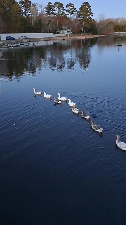 Ducks In A Row On Wintery Lake (Vertical Video) Video stock 256679960