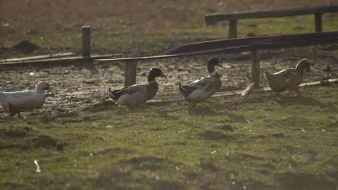 Ducks on the run Stock Footage 73920710