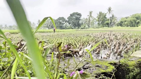 Ducks Running Around Video stock 329141358