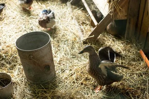 Ducks running in the barn Stock Photos