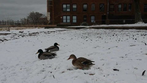 Ducks running from camera Stock-Footage 91780163
