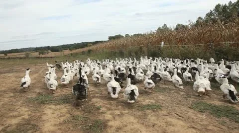 Ducks running in farm courtyard Video stock 14833784