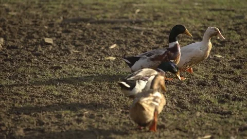 Ducks running Stock Footage 73920768