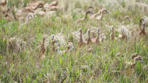 Ducks Running in a Line Through Rice Field Stock Footage 345618569