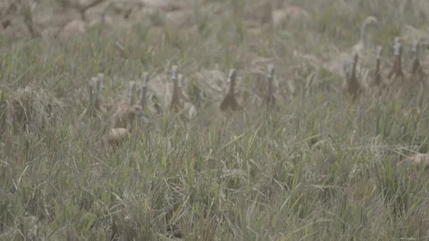 Ducks Running in a Line Through Rice Field 10bit slog3 Stock Footage 345619504