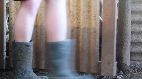 Ducks running out of enclosure Video stock 81959996