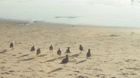 Ducks Running toward Ocean Waves Stock Footage 46757584