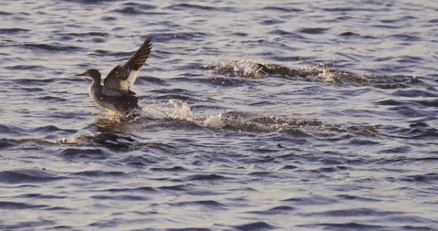 Ducks Running On Water Slow Motion 4K Stock Footage 222816954