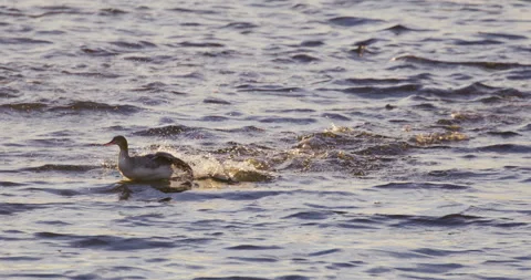Ducks Running On Water Slow Motion 4K Stock Footage 222817276