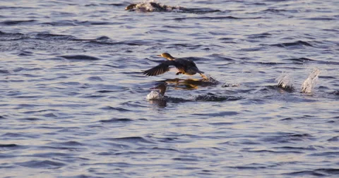 Ducks Running On Water Slow Motion 4K Stock Footage 222820894
