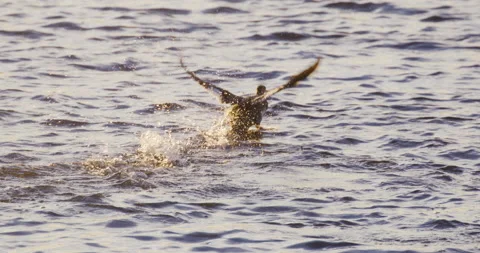 Ducks Running On Water Slow Motion 4K Stock Footage 222822151