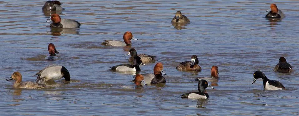 The ducks rush Foto stock