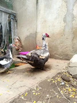 Ducks in a rustic farm setting Stock Photos