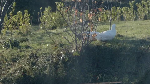 Ducks scavenging Video stock 245230193